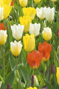 Tulpen Fosty Mix